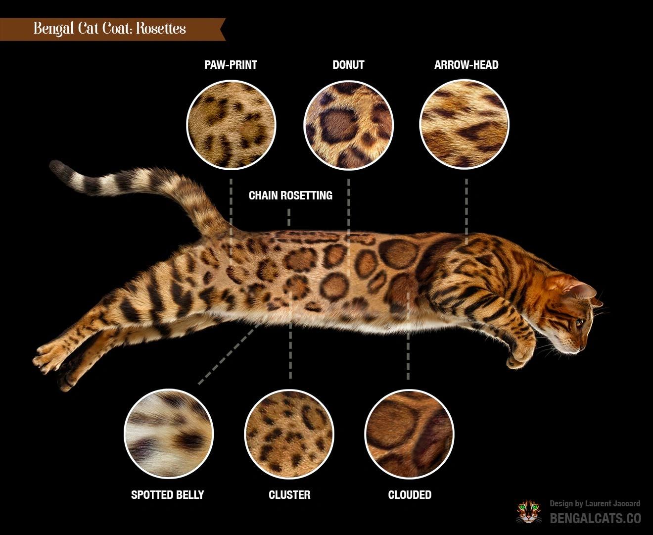 About Bengals